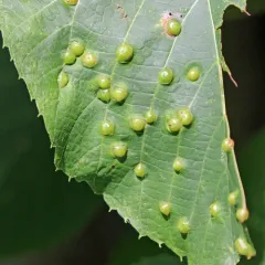 Linden Wart Gall Midge thumbnail 4