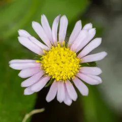 Gorge Fleabane thumbnail 4