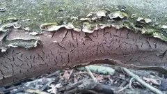 Lopharia cinerascens thumbnail 2