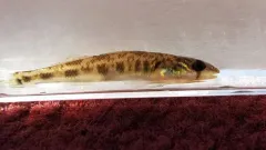 River Darter thumbnail 2
