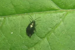 Altica woodsi thumbnail 1