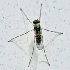 Dactylomyia lateralis thumbnail 3