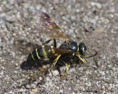 Gorytes canaliculatus thumbnail 2