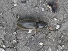 Ash-winged Click Beetle thumbnail 2