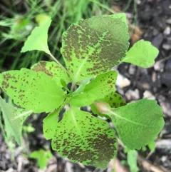 Neolasioptera impatientifolia thumbnail 3