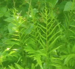netted chain fern thumbnail 4