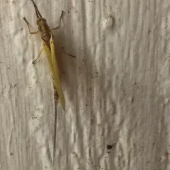 Giant Mayfly thumbnail 2