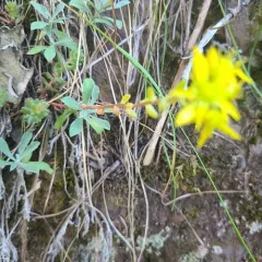 Curvedleaf Stonecrop thumbnail 2