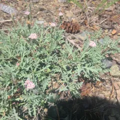 Thompson's Pincushion thumbnail 3
