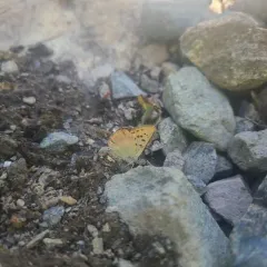 Lilac-bordered Copper thumbnail 2