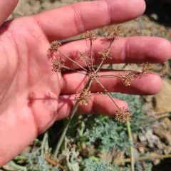 Wenatchee Desertparsley thumbnail 3