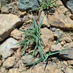 little mountain bluegrass thumbnail 2