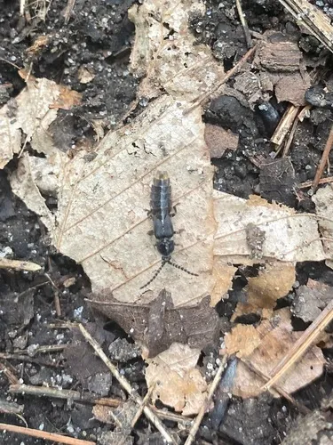 Lesser Black Glow-worm