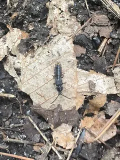 Lesser Black Glow-worm thumbnail 1