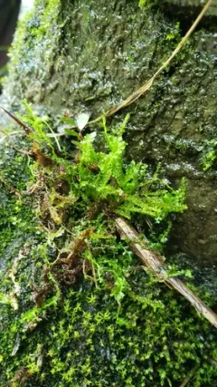 Acrobolbus ciliatus thumbnail 1