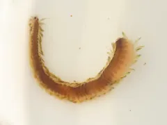 Pterocirrus montereyensis thumbnail 1