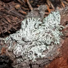 Gray Starburst Lichen thumbnail 4