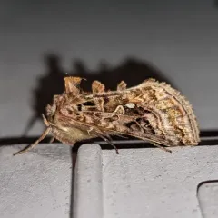 Wavy Chestnut Υ Moth thumbnail 1