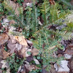 Canada yew thumbnail 2
