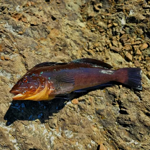Kelp Greenling
