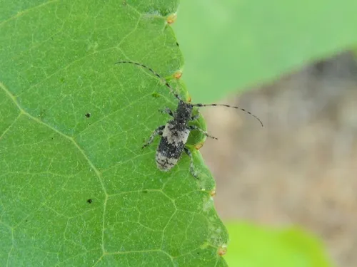 Poliaenus oregonus