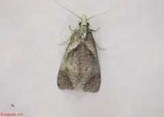 Phtheochroa riscana thumbnail 1