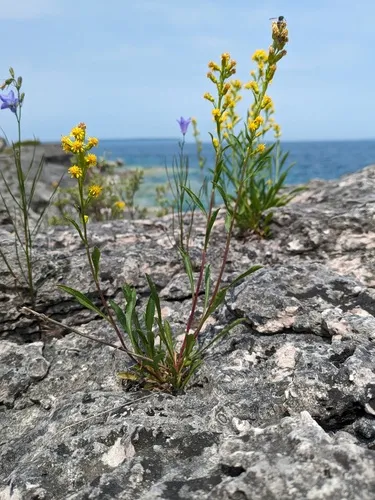 Ontario Goldenrod