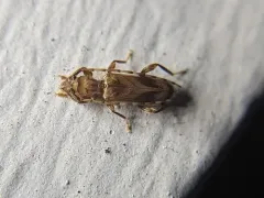 Beige Longhorned Beetle thumbnail 3