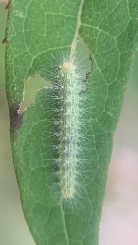 Ironweed Plume Moth