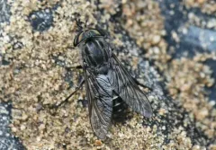 Hybomitra pechumani thumbnail 2