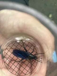 Mydas atratus thumbnail 1