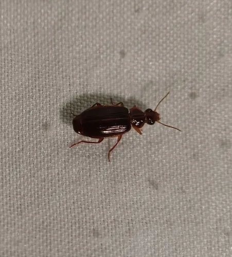 Plochionus timidus
