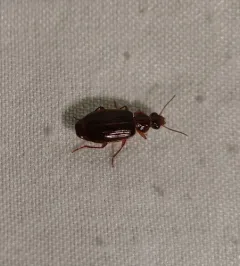 Plochionus timidus thumbnail 1