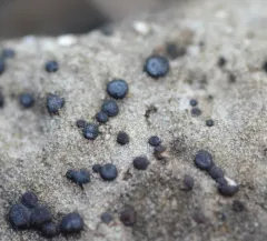Frosted Grain-spored Lichen thumbnail 3