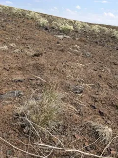Wallowa needlegrass thumbnail 3