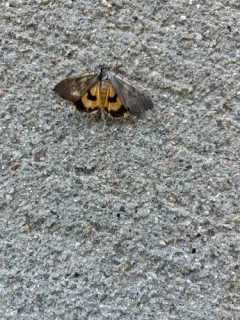 Magdalen Underwing thumbnail 3