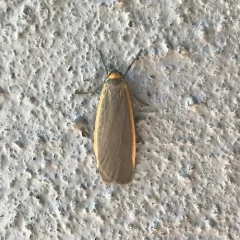 Bicolored Lichen Moth thumbnail 4