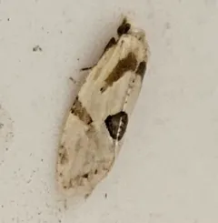 Aethes angustana thumbnail 4