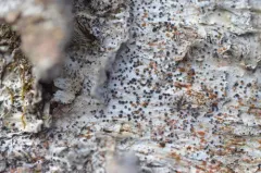 Anisomeridium polypori thumbnail 3