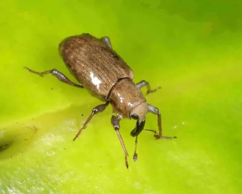 Bagous americanus