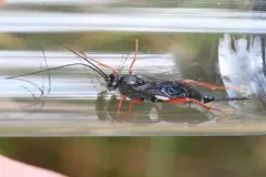 Pimpla sanguinipes thumbnail 2