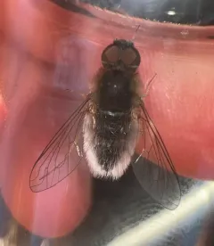 Aphoebantus mus thumbnail 3