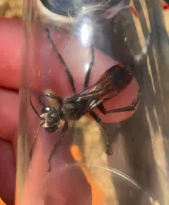 Prionyx canadensis thumbnail 1