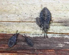 Aradus inornatus thumbnail 3