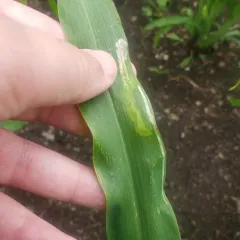 Corn Blotch Leafminer thumbnail 3