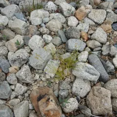 sparse-flowered sedge thumbnail 2