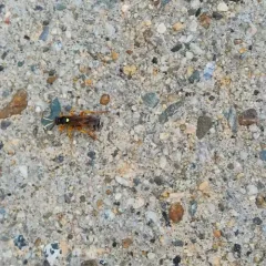 Ichneumon ambulatorius thumbnail 4
