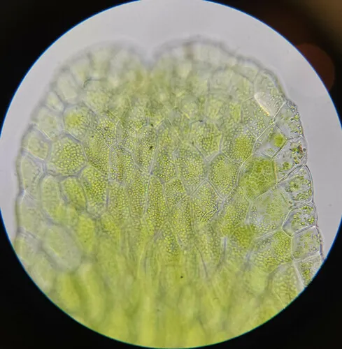 Bog Germanderwort