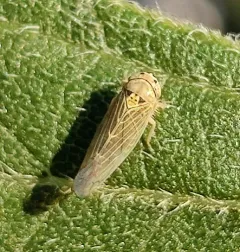 Colladonus geminatus thumbnail 3
