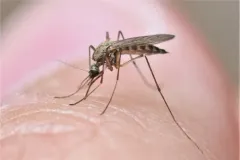 Aedes implicatus thumbnail 2